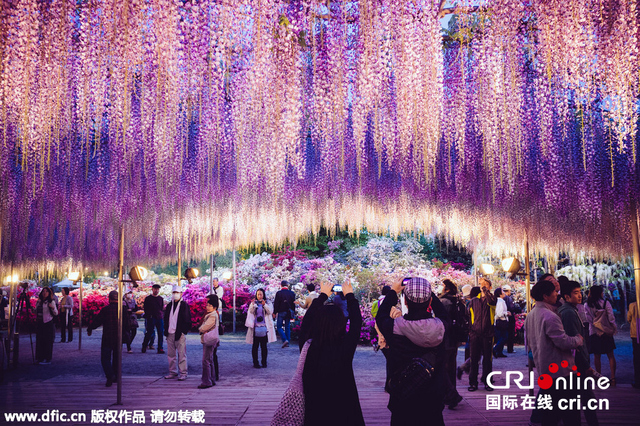 日本144岁紫藤花开 仿佛现实版《阿凡达》“灵魂树”