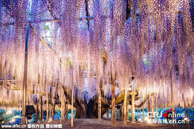 日本144岁紫藤花开 仿佛现实版《阿凡达》“灵魂树”