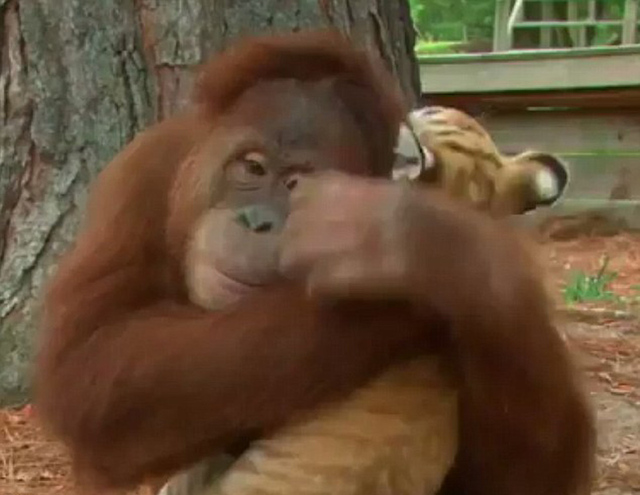 猩猩把自己當虎媽 抱虎崽喂奶睡覺