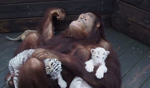 猩猩把自己当虎妈 抱虎崽喂奶睡觉