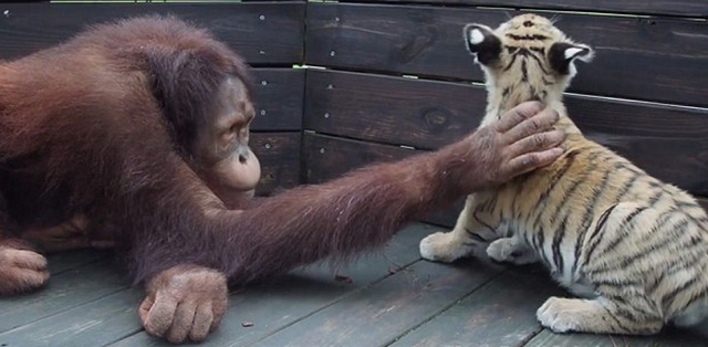 猩猩把自己当虎妈 抱虎崽喂奶睡觉