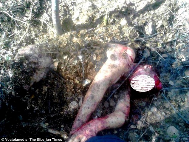 俄罗斯女子遭熊袭击后被活埋