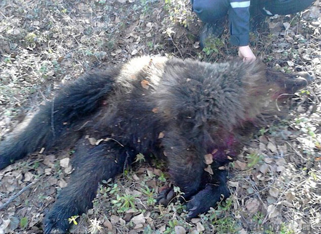 俄女子遭熊袭击被活埋 险成黑熊晚餐