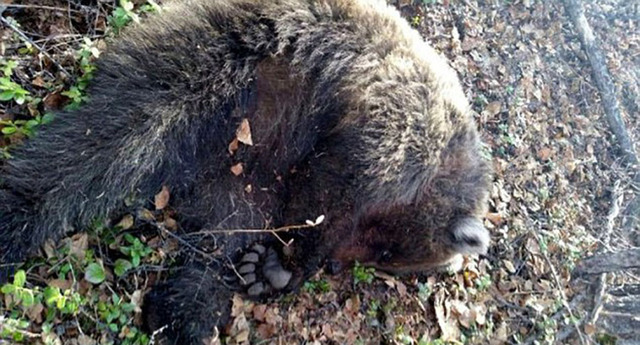 俄女子遭熊袭击被活埋 险成黑熊晚餐