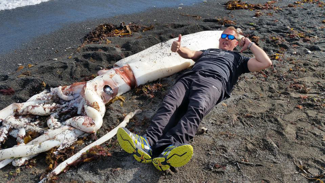 巨型魷魚現新西蘭海灘 疑被更大生物害死