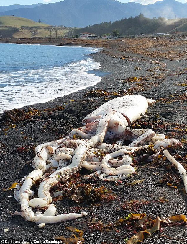巨型魷魚現新西蘭海灘 疑被更大生物害死