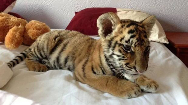 墨西哥宠物店网上叫卖老虎狮子幼崽引声讨