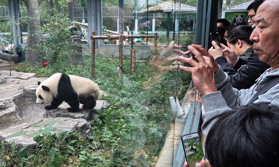 Beijing zoo launches online service amid epidemic outbreak