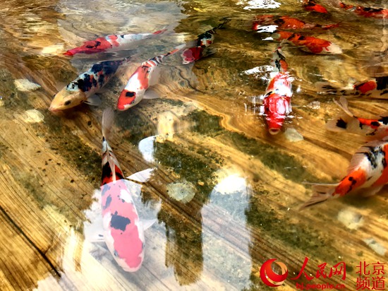北京景山公園春季文化活動明日開幕 “木海觀魚”提前亮相