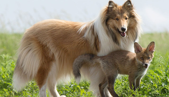 德国牧羊犬“收养”狐狸宝宝