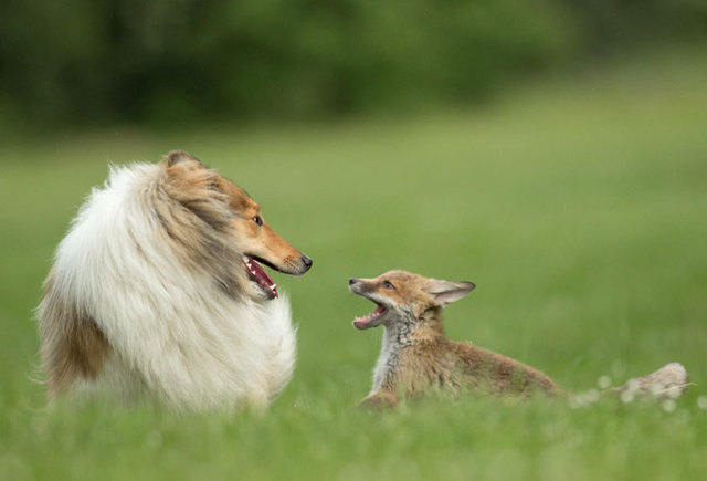 德国牧羊犬“收养”狐狸宝宝