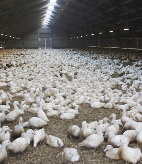 美高致病性禽流感蔓延16州 已宰杀3300万只家禽