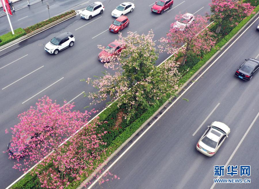 广西南宁：花开迎盛会