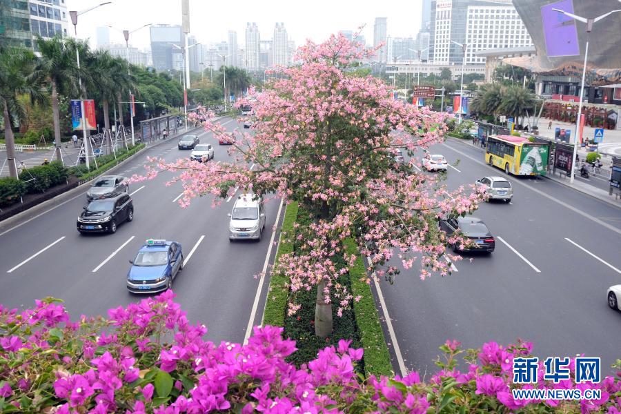 广西南宁：花开迎盛会