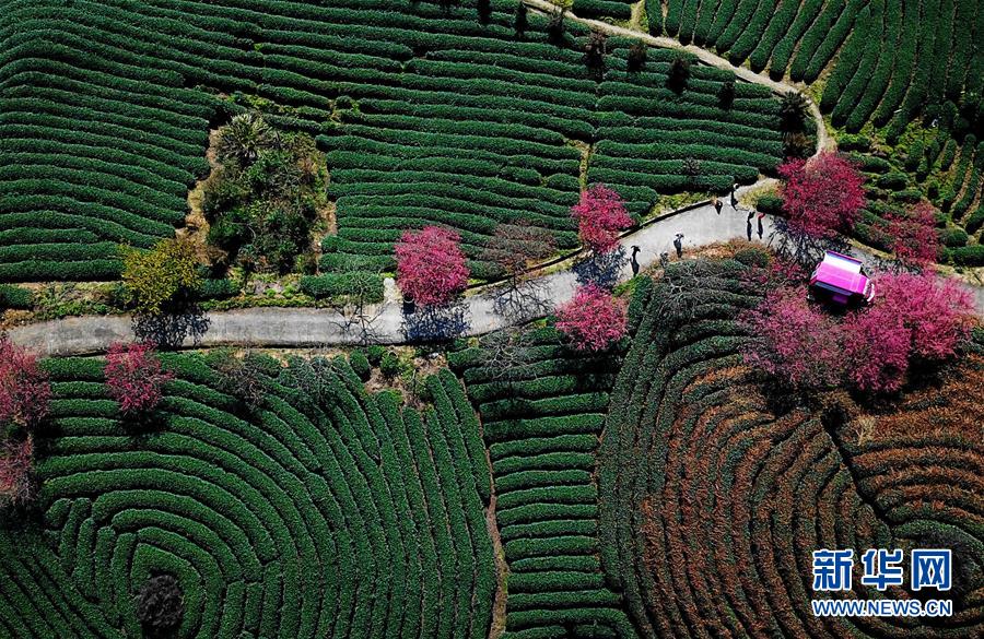 福建漳平：樱花茶园入画来