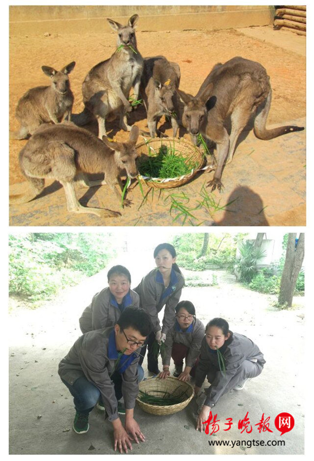 飼養員模倣動物拍照萌翻網友