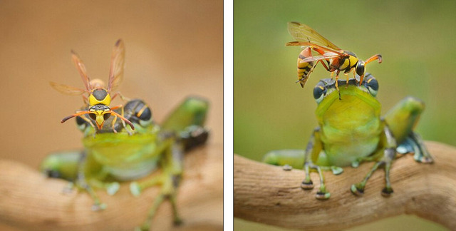 印尼大黃蜂與樹蛙親密共處長達5分鐘