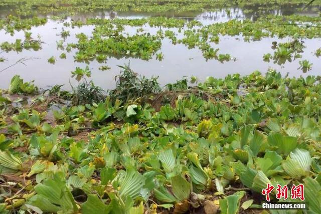 大量水葫蘆“進攻”廣西欽江河流