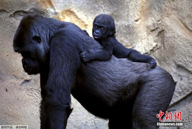 澳大利亞黑猩猩母子情深 幼崽趴母親背上盡情酣睡