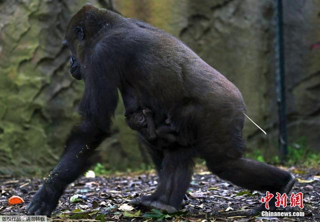 澳大利亞黑猩猩母子情深 幼崽趴母親背上盡情酣睡