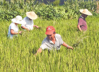 （三農 ）江蘇省內各地農民們 處暑時節農事忙