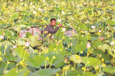 （三农 ）江苏省内各地农民们 处暑时节农事忙