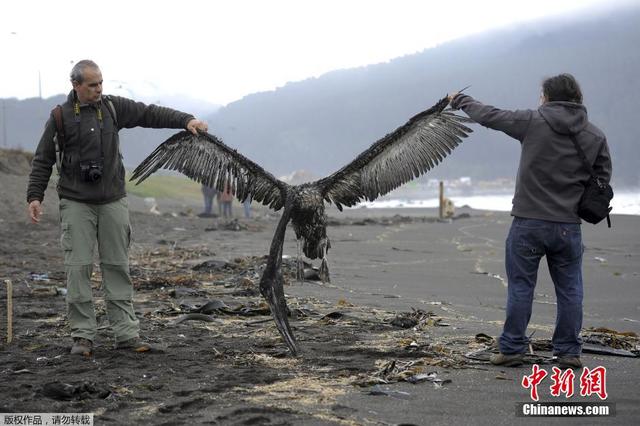 智利一海滩现上千只鸟类尸骸 尚未确定原因