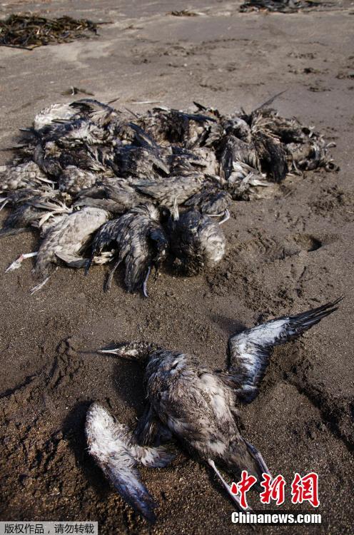 智利一海滩现上千只鸟类尸骸 尚未确定原因