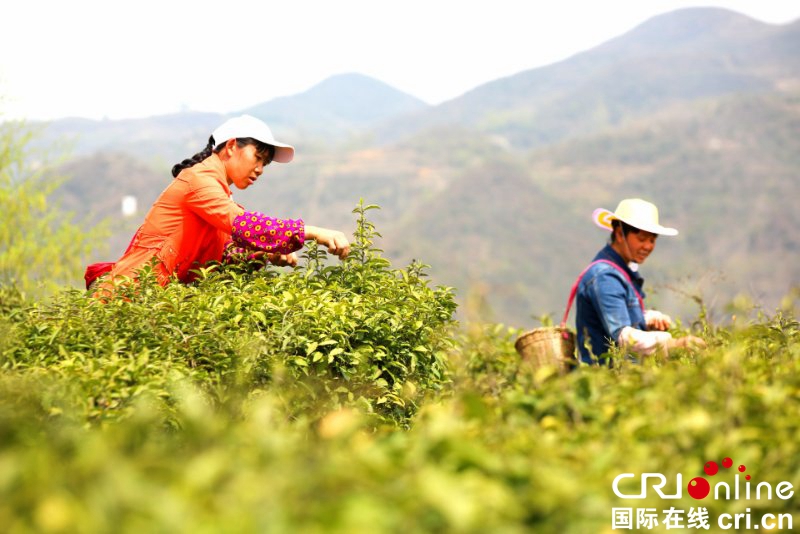 貴州大方：村民忙採“明前茶”（組圖）