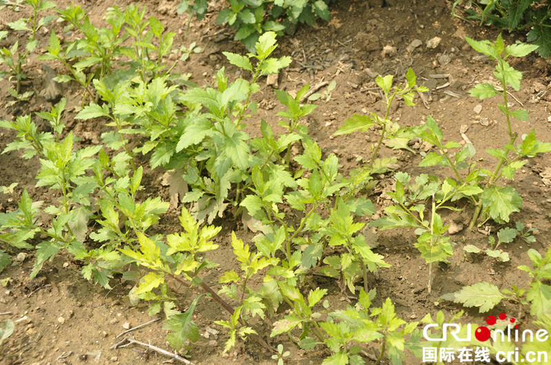 平度老人王洪启引种野菜菊花脑主打养生牌_fororder_菊花脑特写1_副本