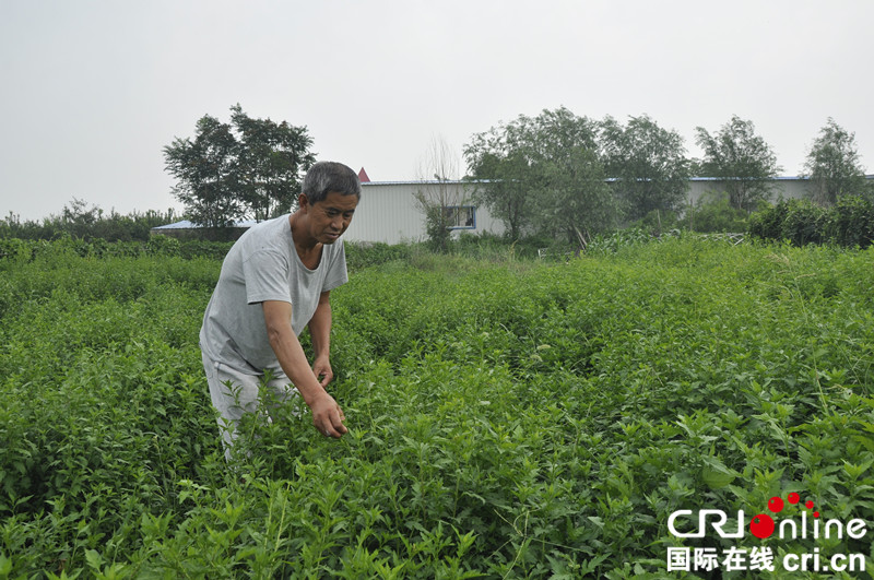 平度老人王洪启引种野菜菊花脑主打养生牌 平度老人王洪启引种野菜菊花脑主打养生牌_fororder_王洪启在管理菊花脑2_副本