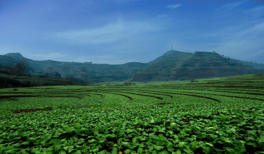 【共舞长江经济带·看高质量发展】重庆涪陵：生态先行 做好绿色发展“生意经”