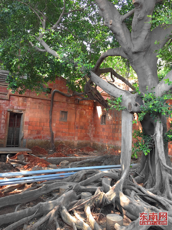 【焦点图】【泉州】【移动版】【Chinanews带图】晋江梧林这百幢古厝洋楼 盛满闽南华侨的乡愁