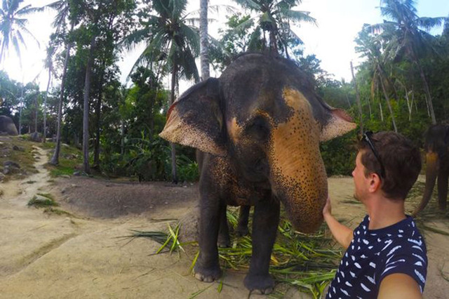 泰国大象用鼻子操作相机 和游客玩自拍