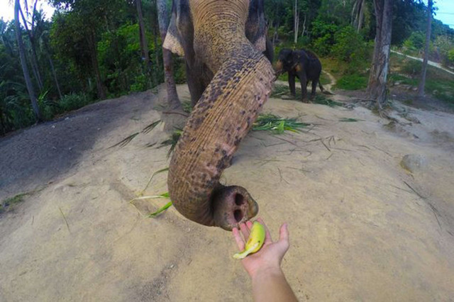 泰国大象用鼻子操作相机 和游客玩自拍