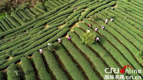 貴州務川：仡佬族姑娘採茶忙