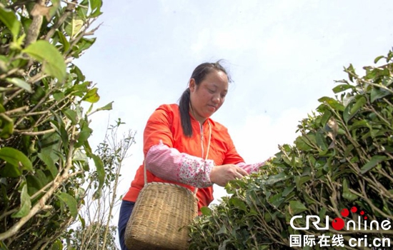 貴州務川：仡佬族姑娘採茶忙