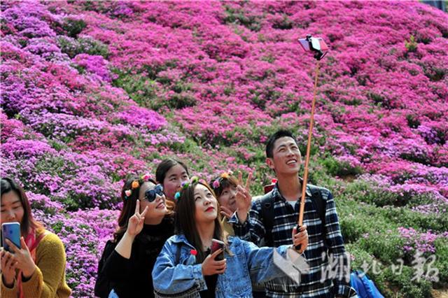 芝櫻花海如地毯 花仙遊園俏爭艷