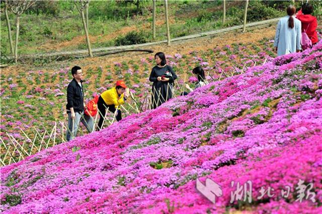 芝樱花海如地毯 花仙游园俏争艳