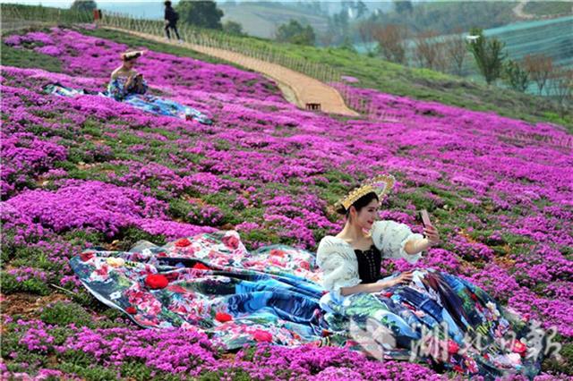 芝櫻花海如地毯 花仙遊園俏爭艷