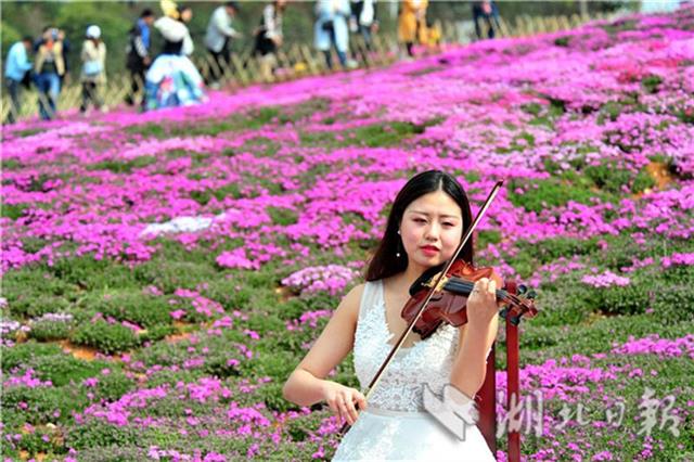 芝櫻花海如地毯 花仙遊園俏爭艷