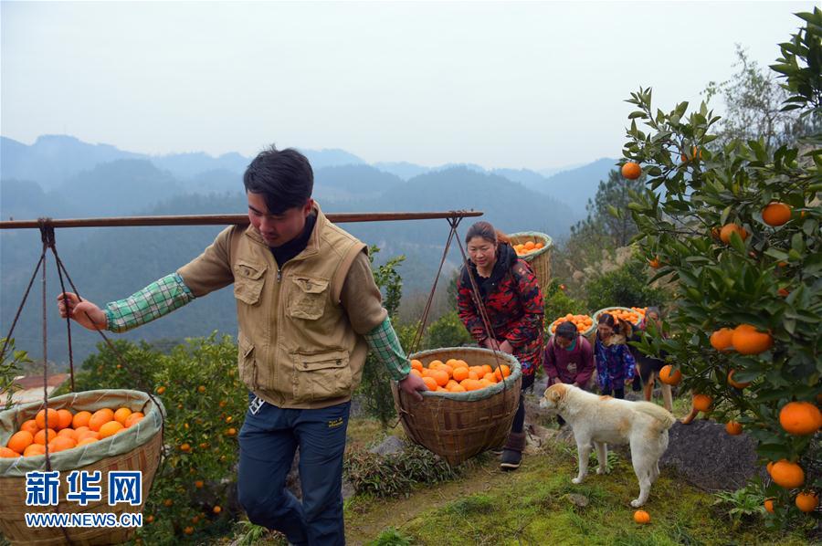 湖北宣恩：晚熟甜橙採摘忙