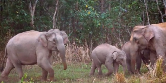 《守护雨林家园 亚洲象保护》_fororder_守护亚洲象