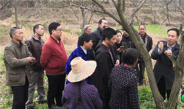 【湖北】【供稿】湖北麻城開展板栗種植技能培訓助力精準脫貧