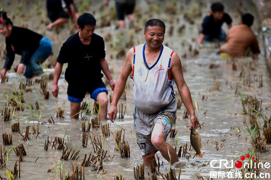 贵州雷山龙塘苗寨：苗年村民稻田嬉戏 捉鱼庆丰收（组图）