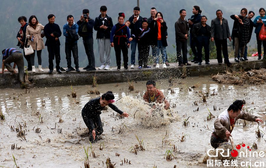 贵州雷山龙塘苗寨：苗年村民稻田嬉戏 捉鱼庆丰收（组图）
