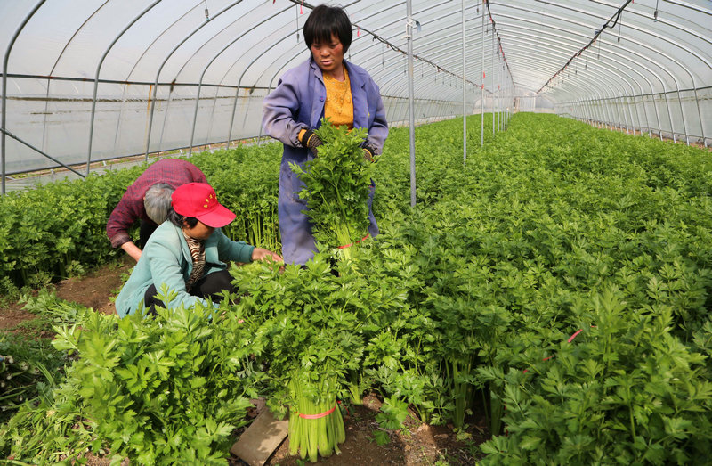 【河南供稿】河南寶豐：蔬菜種植助農增收