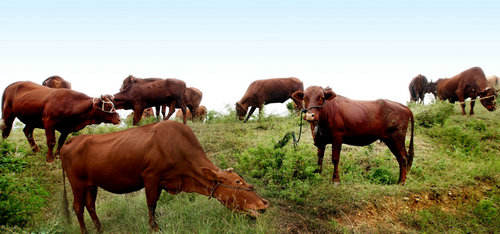 【河南供稿】河南郟縣：紅牛養殖讓群眾“牛”起來