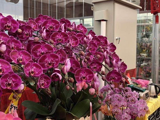 第35届陈村迎春花市开幕-国际在线