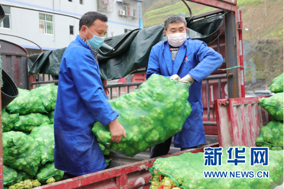 重慶武隆50噸優質高山蔬菜馳援湖北夷陵于13日晚抵達